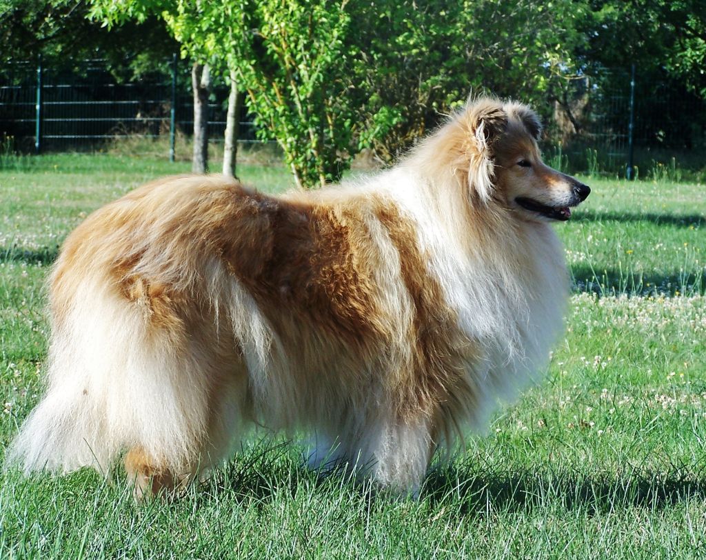 Jiroflée dorée d'Ivoirie Field