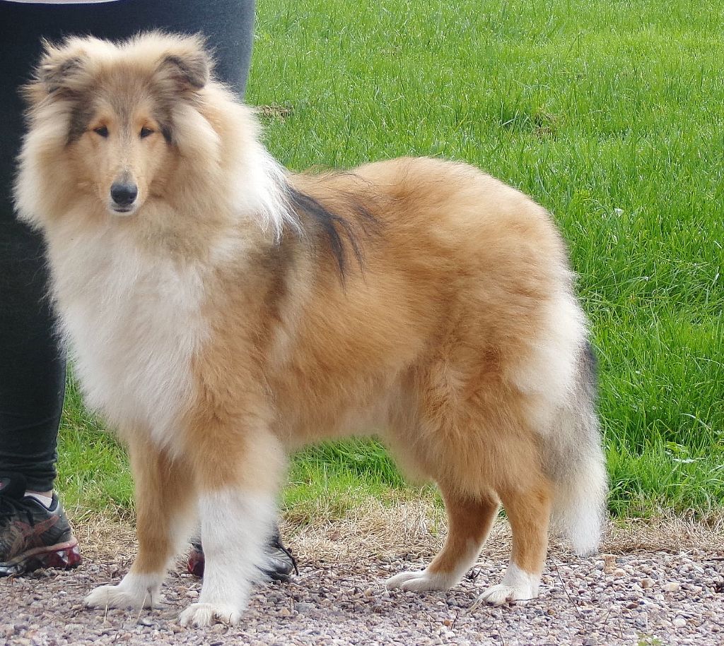 Very important pooch vip d'Ivoirie Field