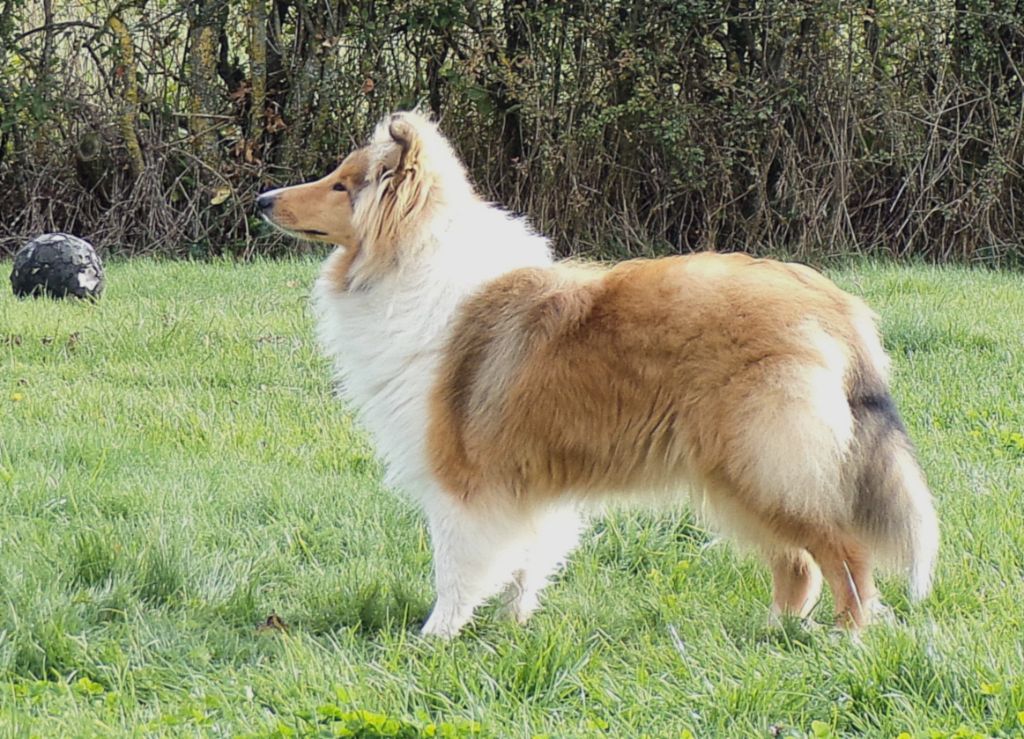 Azilys star is born des Olidrines Du Vrin