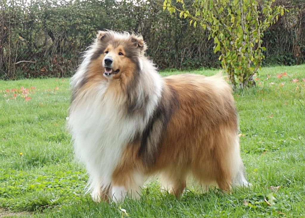 Very important pooch vip d'Ivoirie Field