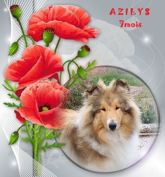 VIP et AZILYS : leur actualité